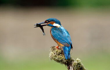 Male common kingfisher fishing