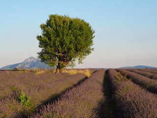 Fototapeta premium Valensole dans les champs de lavande - France