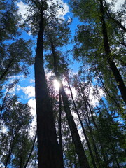 Fototapeta premium trees in the forest