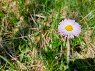 Genova, Italy - 06/22/2020: Beautiful floral spring abstract background of nature. Branches of blossoming apricot macro with soft focus on gentle light blue sky background. 