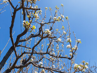 Genova, Italy - 06/22/2020: Beautiful floral spring abstract background of nature. Branches of blossoming apricot macro with soft focus on gentle light blue sky background. 