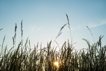 Sunrise in the meadow visible from behind the tall grass