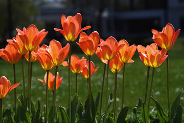 tulips in the city garden
