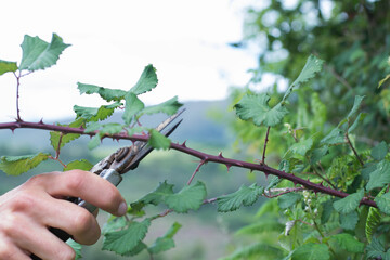 hand with pruning shears 
