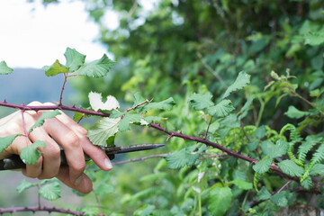 hand with pruning shears cutting bush

