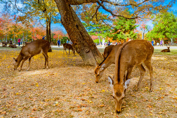 Japan. Deer graze in the park of Nara. Deer in Japan are walking next to tourists. Deer on the background of tourists in the Nara park. Traveling around the cities of Japan. Japanese landscape.