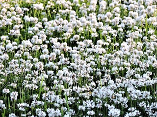 field of white flowers