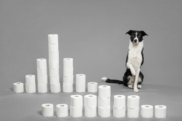 isolated black and white border collie dog sitting next to a bunch of toilet paper roll forming the...