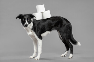 isolated black and white border collie dog balancing three toilet paper rolls on her back in a studio on a grey seamless background