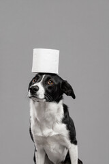 isolated black and white border collie dog balancing a toilet roll on her head in a studio on a...