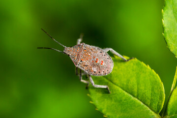 Bug. Macro photo. Bedbug on a green leaf. Gray bug with orange spots close up. Green leaves of plants close-up. Green background