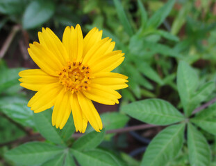 yellow flower in the garden