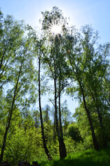 
the sun shines birch grove park forest