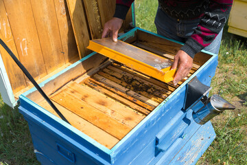A farmer on a bee apiary holds frames with wax honeycombs. Planned preparation for the collection of honey.