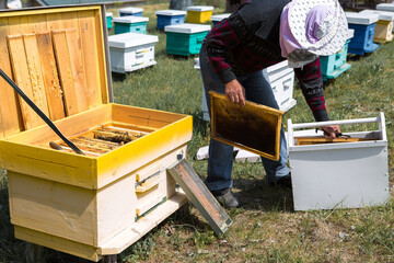 A farmer on a bee apiary holds frames with wax honeycombs. Planned preparation for the collection of honey.