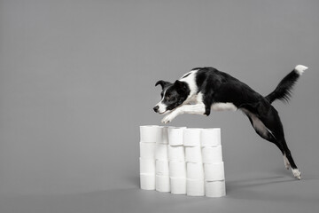 isolated black and white border collie dog jumping over an obstacle made out of toilet paper rolls...
