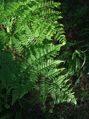 forest trees. nature green wood sunlight backgrounds.
