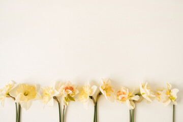 Floral composition with narcissus flowers on white background. Flat lay, top view festive celebration holiday hero header