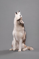 isolated siberian husky dog howling in a studio on a grey seamless background © Oszkár Dániel Gáti