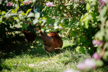 Hühner im Garten der Rasse Zwerg Welsumer