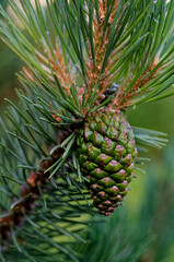 Pinus mugo, green cones on the branch
