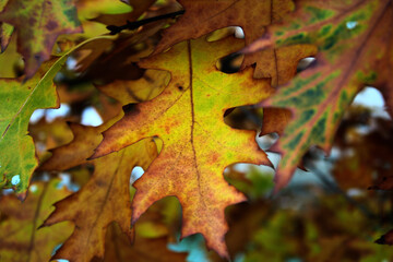 Yellow autumn leaf, similar to oak and maple at the same time