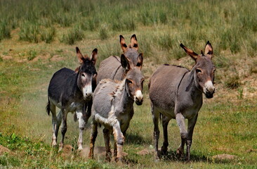 Tajikistan. The Pamir highway. A small herd of domestic donkeys frolic in the mountain steppes during a break from pack work.