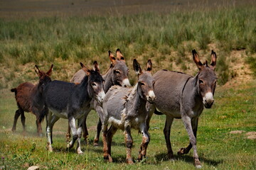 Tajikistan. The Pamir highway. A small herd of domestic donkeys frolic in the mountain steppes during a break from pack work.
