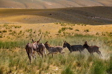 Tajikistan. The Pamir highway. A small herd of domestic donkeys frolic in the mountain steppes...