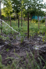 watering tomatoes. Young plant of tomato under a stream of water from a hose