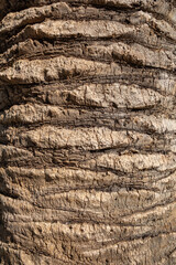 Palm tree bark texture