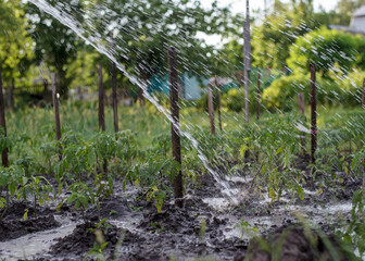 watering tomatoes. Young plant of tomato under a stream of water from a hose