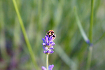 The bee pollinates the lavender flowers. Bee with lavender, macro