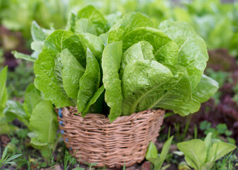 romano salad in a basket in the garden