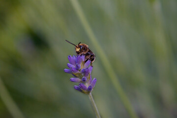 The bee pollinates the lavender flowers. Bee with lavender, macro