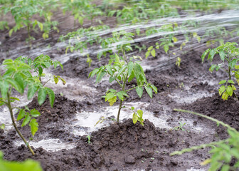 Homegrown tomato plant without vegetables at early stage of growth. Tomato sprout with water droplets on leafs