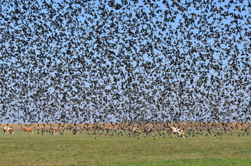More than 10.000 Common Starlings Flock
