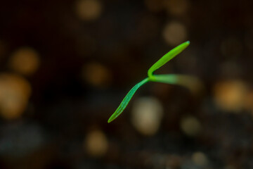 Blurred with soft focus background with a small sprout of carrots sprouted from the ground.