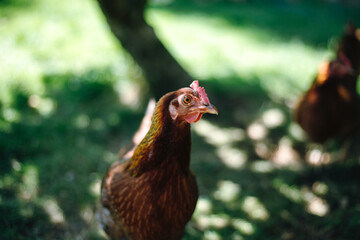 Hühner im Garten der Rasse Zwerg Welsumer