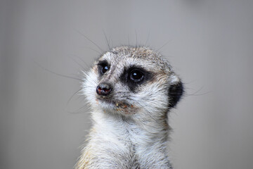 ミーアキャット