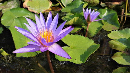The water lilies in the purple bloom which evening light hits.