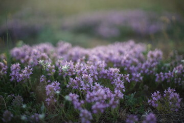 Close-up of wild thyme just before sunrise/ after sunset. The photo is in soft pastel colours and...