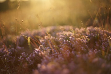 Close-up of wild thyme and yellow grass. The photo is taken during sunrise/ sunset and the light is warm and soft.