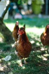 Hühner im Garten der Rasse Zwerg Welsumer