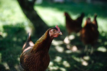 Hühner im Garten der Rasse Zwerg Welsumer
