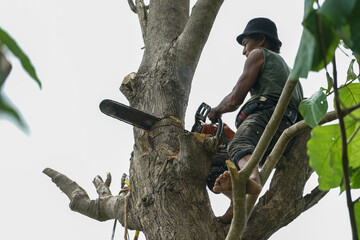 Fototapeta na wymiar Portriat of arborist holds on the tree with chainsaw with clear sky background