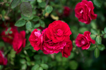 Red roses in the garden. Rose bush in the country in summer