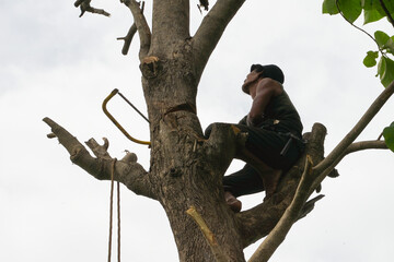 Portriat of arborist holds on the tree with hand saw with clear sky background
