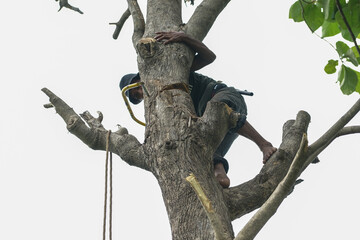 Portriat of arborist holds on the tree with hand saw with clear sky background