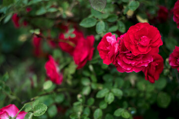 Red roses in the garden. Rose bush in the country in summer